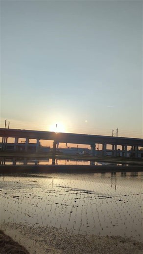 水田に夕日の光が伸びる上越新幹線E7系とき 上り｜逆光の中を走る新幹線