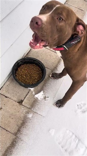 Mr bump just wanna eat