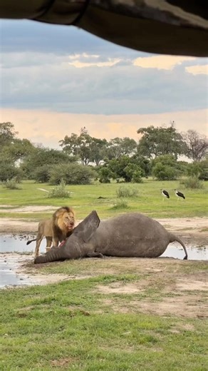 Lion Eating an Elephant!