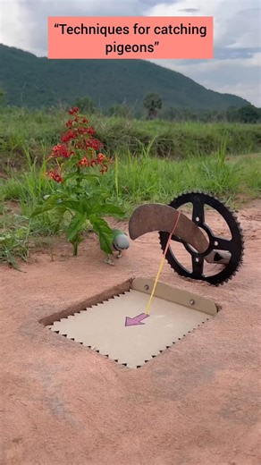 “Techniques for catching pigeons” #comedy #funny #birds