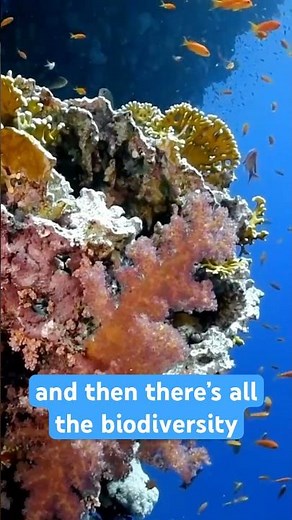 Red Sea Diving Egypt: Shipwrecks & Coral Reefs