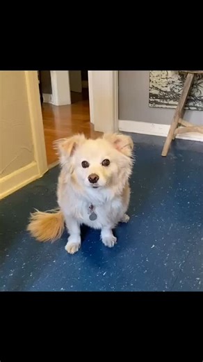 No teeth brushing allowed! #dogsoftiktok #dogs #foryou #fyp