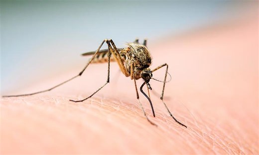 Why Mosquitoes Swarm Your Head: They’re Following Signals, Not Each Other