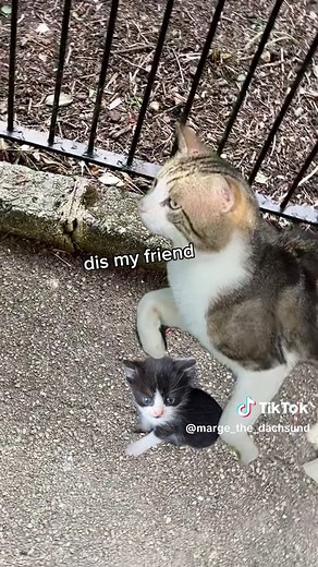 Kittens Two Electric Boogaloo was not on my 2026 bingo card #catdistributionsystem