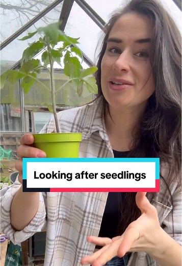 Seed Sowing & Potting Up Chilli Seedlings