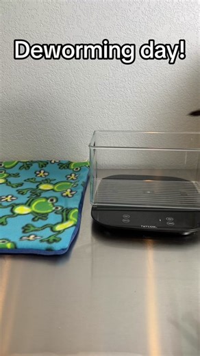 It’s deworming day! If you’re interested in learning more, I recommend checking out my book, Tiny But Mighty, or watching my online webinar all about kitten poop at KittenLady.org/poopproblems 💩