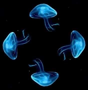 Jellyfish hologram video