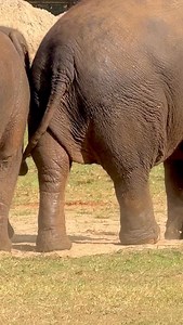 This is how baby elephant Lek Lek tries to warn her mother to slow down. #elephant #éléphant #babyelephants @futureforelephants @saveelephantfoundation @stews4elephants | Saengduean Lek Chailert