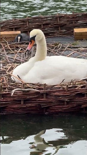 "A cygnet glides near the platform as a black swan dips for algae in drizzle 🦢🐣🌧️🌊🌿"