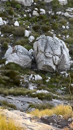 2.3K views · 12 reactions | The Klipspringer is a small, agile...