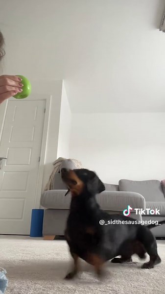 Sid's Toy Adventure with Our Cute Dachshund