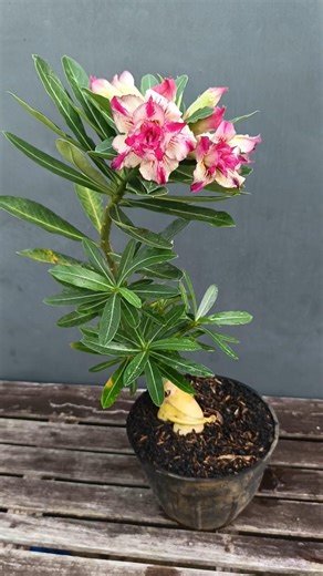 It takes patience and proper care for adenium to grow well and flower frequently.