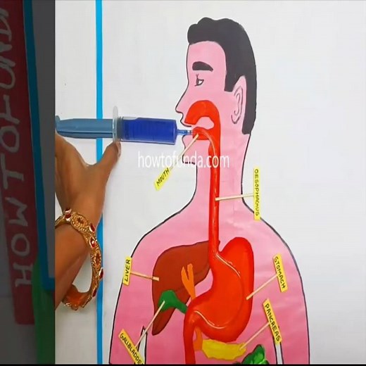 human digestive system working model with syringes for science project diy - shorts - howtofunda