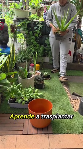 Cómo usar carbón y hojas secas para un Aloe Vera gigante