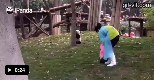 Panda rolls - Video
