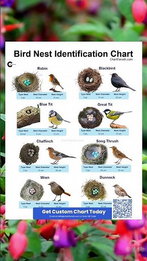 Bird Nest Identification Chart: Learn to Recognize Nest Types