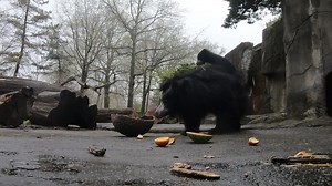 882 reactions · 152 shares | There’s more to explore at Cleveland Metroparks Zoo! The Zoo is more than a place to view wild animals - discover how staff go to great lengths to care for over 2,000 animals and secure a future for wildlife. https://buff.ly/2FQQHzk | Cleveland Metroparks Zoo | Facebook