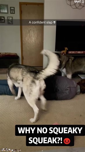 Funny Dog Paw Course: Perfect Use! 🐾😂