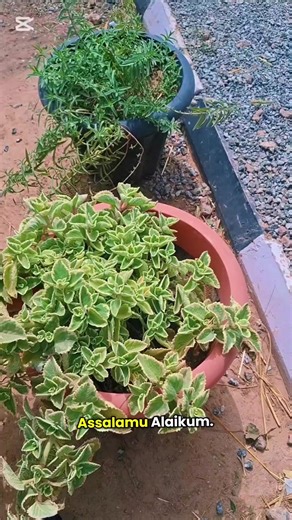 LETS PROPAGATE SOME AROMATIC HERBS with a story that makes me laugh… and a lesson that makes me pause. Plants need patience. Prayers need wisdom. . . #creatorsearchinsights #creatorsearchinsights #fyppppppppppppppppppppppp #gardeningtips #containergarden