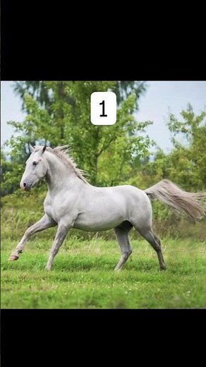 Révision Galop 3