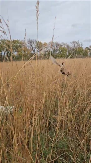 German Shorthair Locks Down Running Pheasant #shorts