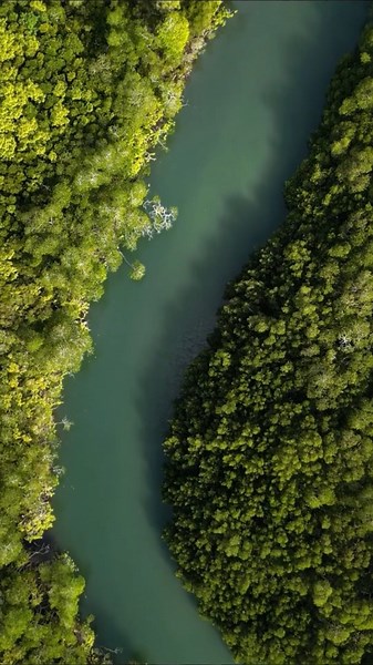 Daintree Rainforest, Australia: Drone views of the world's oldest rainforest