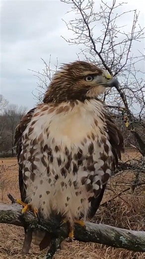 Extreme Squirrel hunting