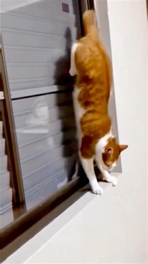 Mission ‘not’ Impossible 🐈‍⬛ 🐈