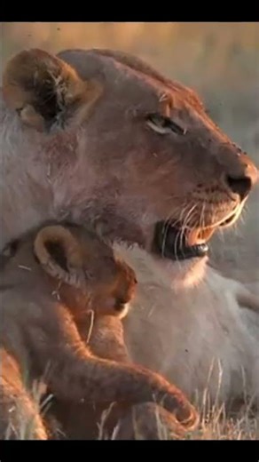 The #1 Thing You're Getting Wrong About Animal Classification