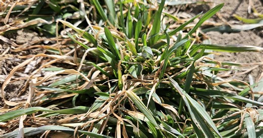 Wheat Pete's Word, March 25: Firm ground, wild weather, data delivery, and drone applications