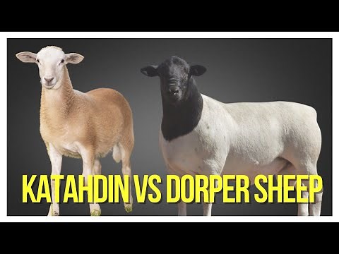 Comparing Katahdin Sheep And Dorper Sheep: Which Breed Is Right For You?
