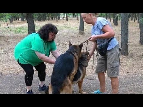 Awesome Dogs Documentary 2026 | Amazing Dog Breeds & Facts