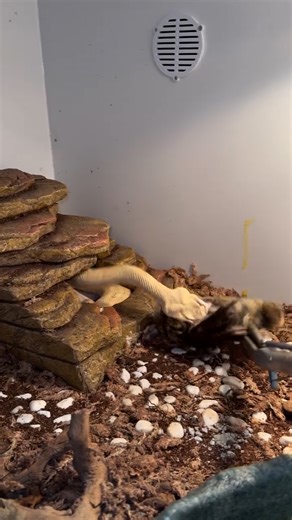 418K views · 588 reactions | Look at that venom  | Furry Tails | Facebook