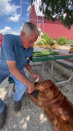4.9K views · 160 reactions | PART 3 - White Corn vs. Bicolor Corn  Which is your favorite?! Ever try white corn for Dessert?! #tomsfarmmarket #farmersofillinois #sweetcorn #whitecorn #talkswithTOM #TomTheFarmer #bearthefarmdog | Tom's Farm Market | Facebook