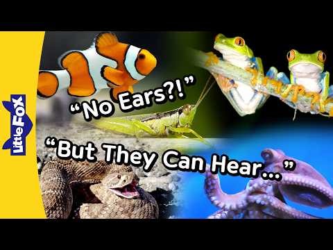 How Do These Animals Hear Without Ears? | Snake, Octopus, Fish, Frog, Grasshopper | Little Fox