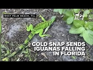 Frozen iguanas falling out of trees after cold snap hits Florida