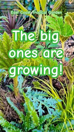 Gunnera Manicata(Banned) and Trex Plant Growth! Big ones are awake #shorts #tropicalgarden #plants