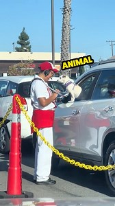 Is this the cutest way to place an order? 🐶 #dog #dogsofinstagram #beepbeep #drivethru #animalstyle #dub #vo #rufus | Rufus Goodboy