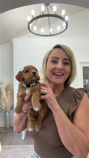 Golden Cavapoos Blue girl! Ready Feb 21! #cavoodle #taylormadepuppies #cavapoopuppy #doodletales #doodletails dogsofinstagramofficial