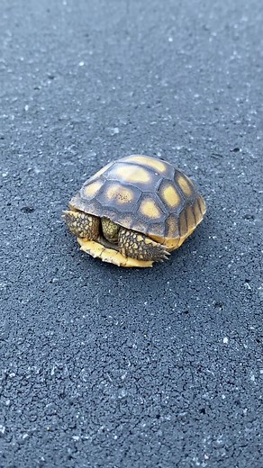 Branden Nicholson on TikTok