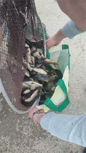 Too Many Fish to Carry! #fishing