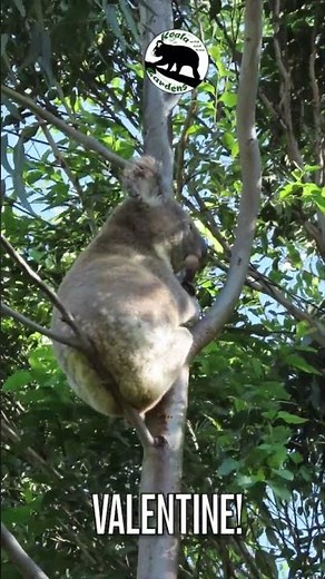 Where do koalas live? #australia #animals #koala #wildlife