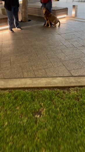 7.7K views · 83 reactions | There’s always time for a quick recall refresher  A spontaneous city treat! #Dog #petparent #charliedog #kelpielife #rescuedog #goodboy #kelpie #dogrecall | The Residents of Fairy Castle Farm | Facebook