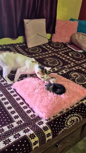 Caring mumma cat #cute #kittens #love #cat #maa #babies #catlover #catmom ❤️❤️