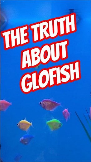 The Truth And Lies About GloFish 🐠 What Are GloFish #glofish #aquarium #fishtank #fishkeeping