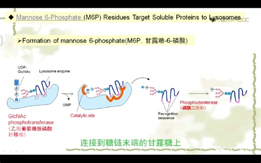 溶酶体酶分选信号M6P