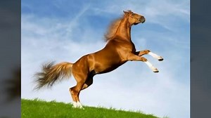 Cheval qui hennit-horse sound - صوت الحصان