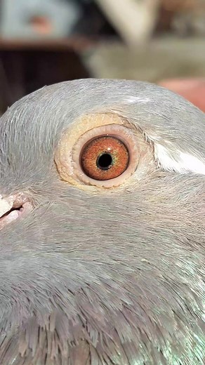4.4K views · 128 reactions | Paul Sion #pigeons #racingpigeons | PigeonVibes | Facebook
