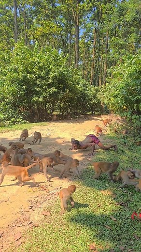 22M views · 370K reactions | monkey new funny song | MD Akhlas Uddin | Facebook