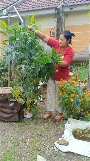 Tanam ngk mau!tp panen no 1🤣Berkebun di perumahan kota,🏘️